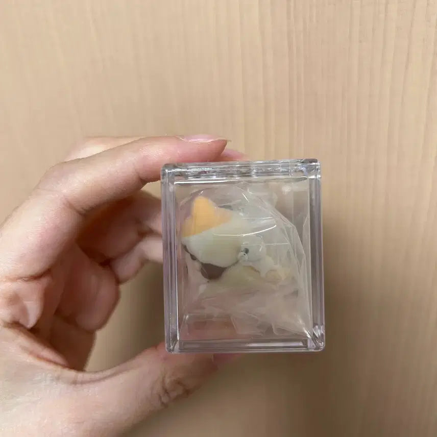 [SOLD OUT] 정품 팝마트 nyota 팝빈  풀박