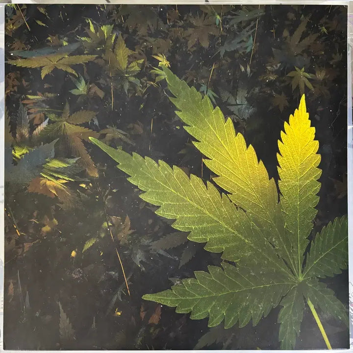 [BUNJANG] Bill Stax Detox LP / 빌스택스 디톡스 lp 판매합니다.