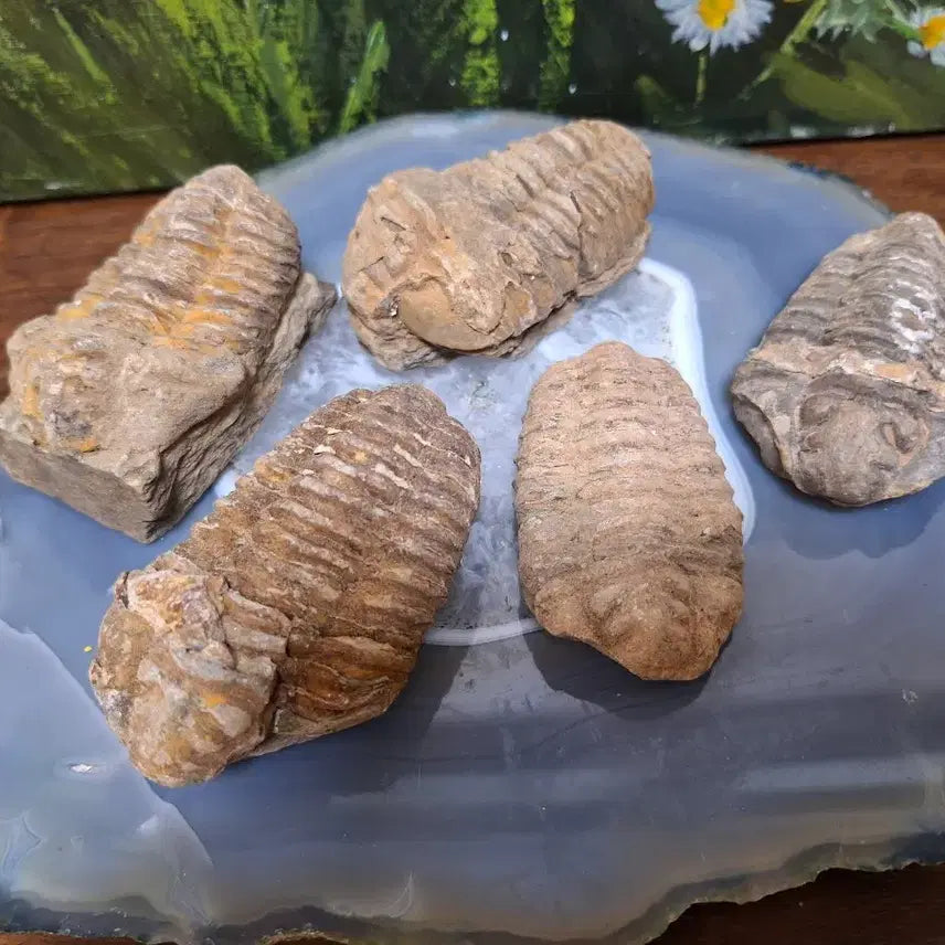 [BUNJANG] Trilobite Fossil Set / 인테리어소품 >삼엽충 화석>원석,수석,광물
