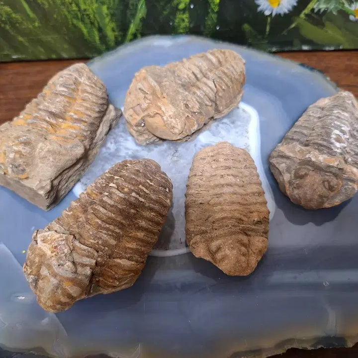 [BUNJANG] Trilobite Fossil Set / 인테리어소품 >삼엽충 화석>원석,수석,광물