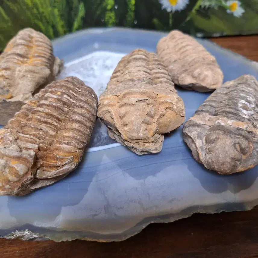 [BUNJANG] Trilobite Fossil Set / 인테리어소품 >삼엽충 화석>원석,수석,광물