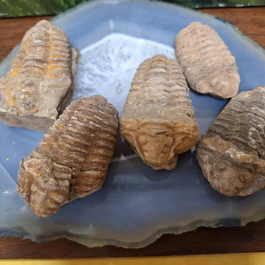 [BUNJANG] Trilobite Fossil Set / 인테리어소품 >삼엽충 화석>원석,수석,광물
