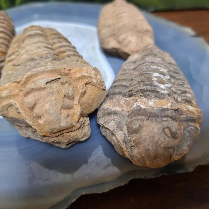 [BUNJANG] Trilobite Fossil Set / 인테리어소품 >삼엽충 화석>원석,수석,광물