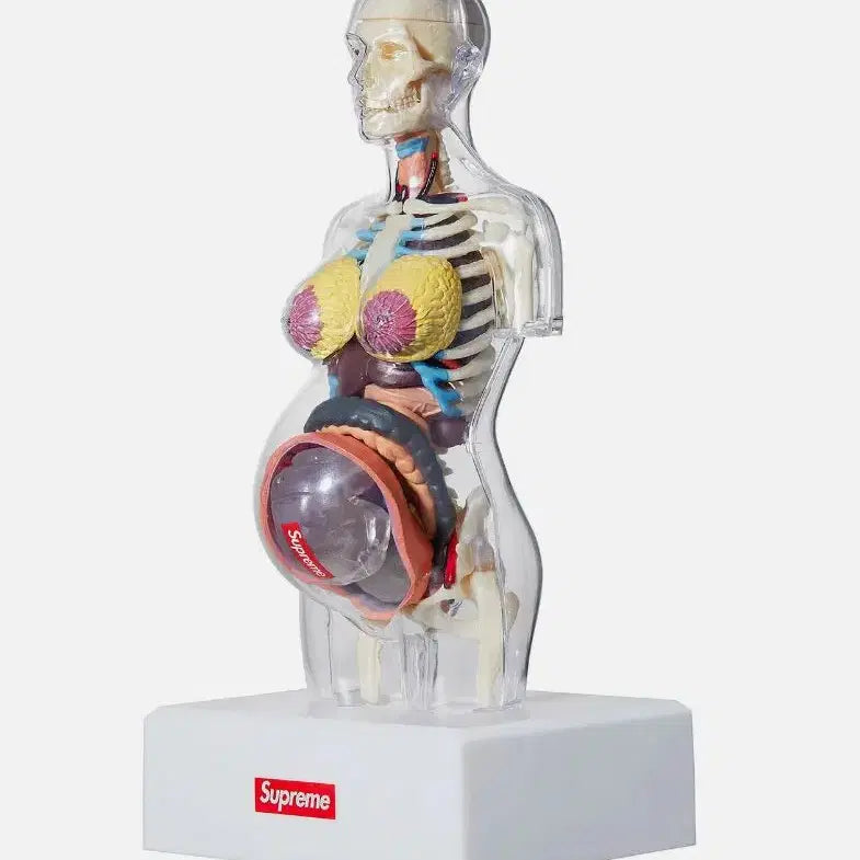 [BUNJANG] Supreme Female Anatomy Model Clear - 18FW / 슈프림 피메일 아나토미 모델 클리어 - 18FW