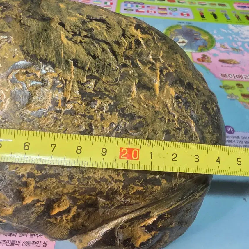 [BUNJANG] Stromatolite Turtle Sculpture / 경산 스트로마톨라이트 거북이