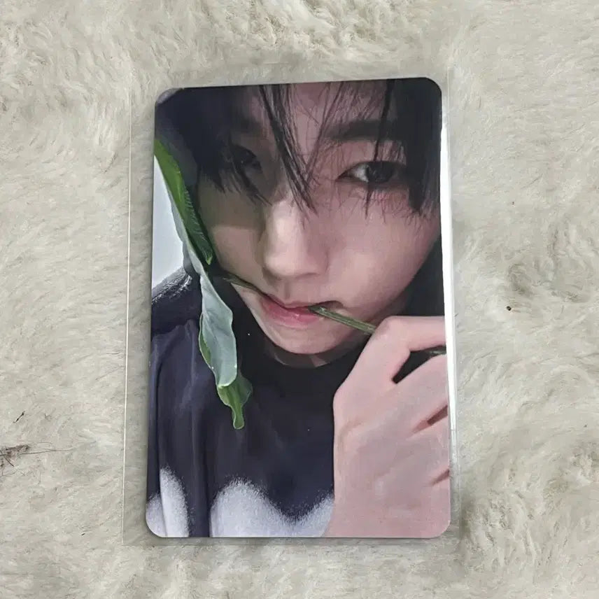 [BUNJANG] ZEROBASEONE Sung Hanbin Lucky Draw Photocard POB / 제베원 에버라인 토토로 럭드 포카 미공포 유진