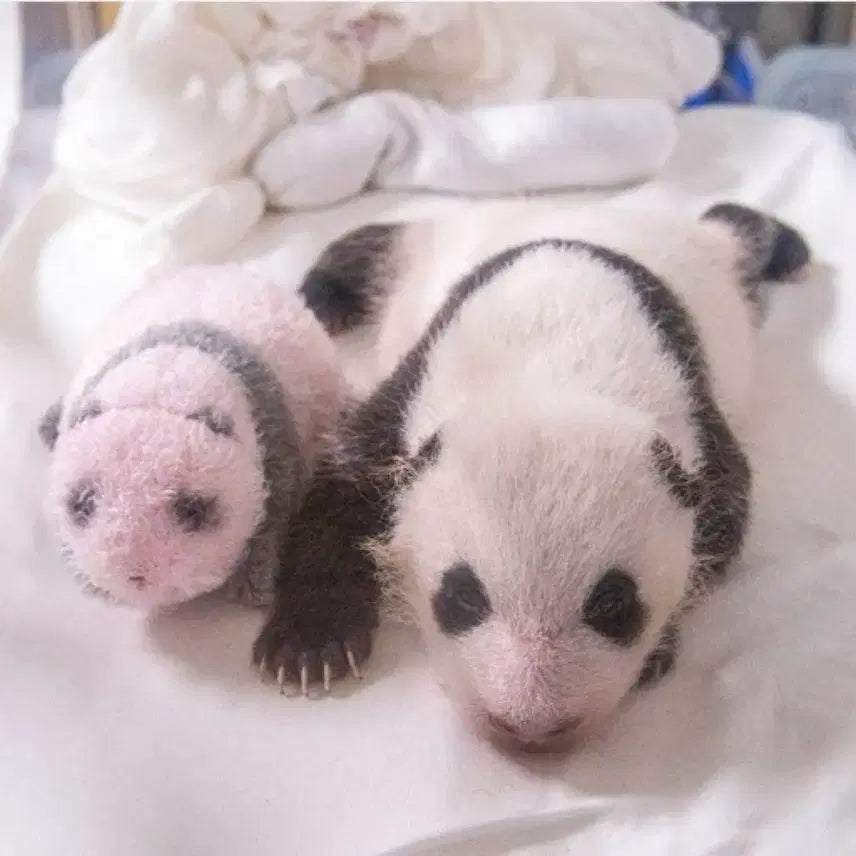 [BUNJANG] Everland Baby Panda Plush Doll / 새끼판다인형