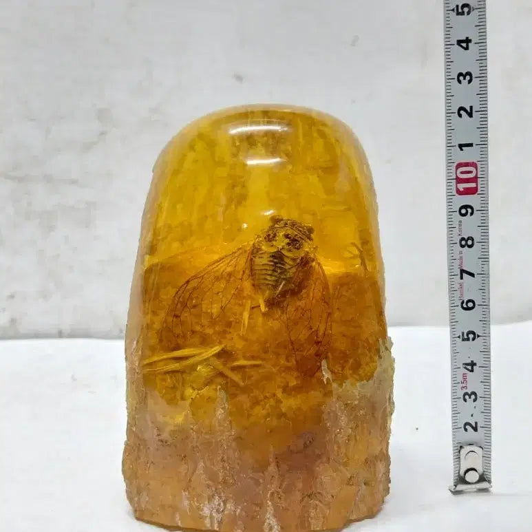 [BUNJANG] Amber Cicada Decorative Item / 호박에 담긴 매미 ( 167 )