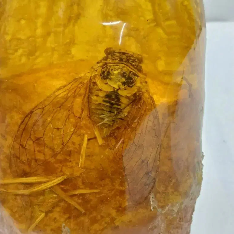 [BUNJANG] Amber Cicada Decorative Item / 호박에 담긴 매미 ( 167 )