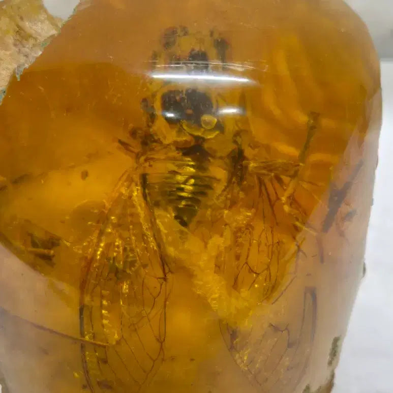 [BUNJANG] Amber Cicada Decorative Item / 호박에 담긴 매미 ( 509 ) (운임비 따로)