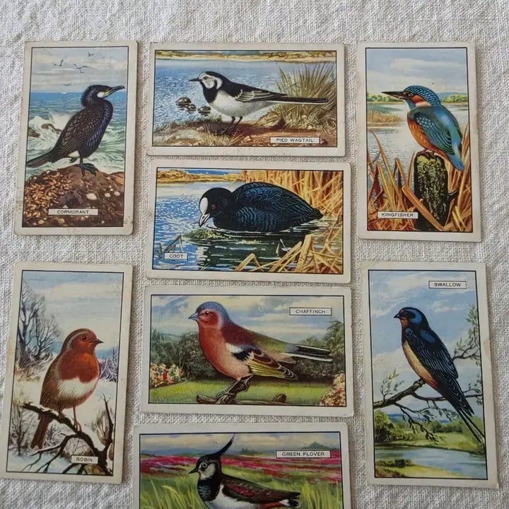 [BUNJANG] Gallaher British Birds Series Vintage Bird Illustration Cards / 영국빈티지카드 유럽빈티지카드 새그림카드 조류 Bird 빈티지일러스트 울새