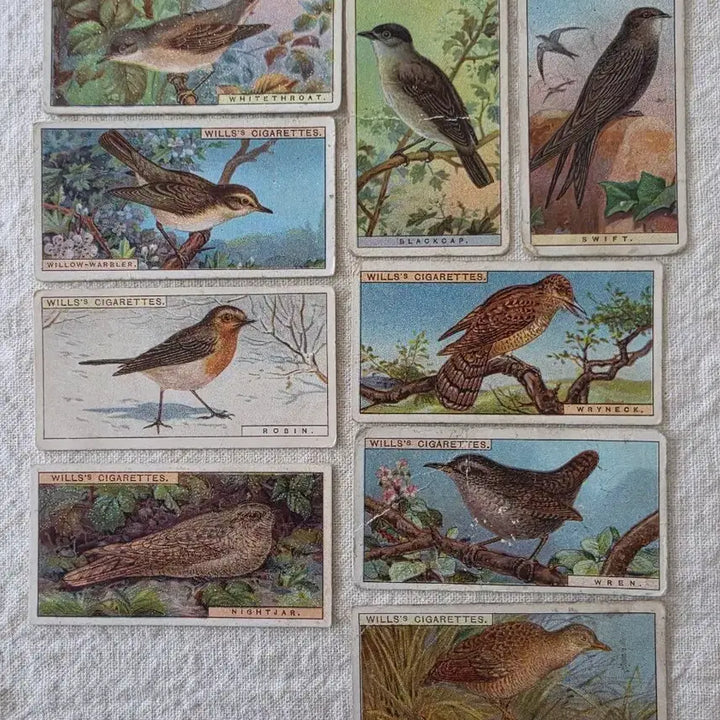 [BUNJANG] W.D. &amp; H.O. Wills British Birds Vintage Illustration Card Set / 영국빈티지카드 유럽빈티지카드 엔틱소품 조류 새 Bird 빈티지일러스트