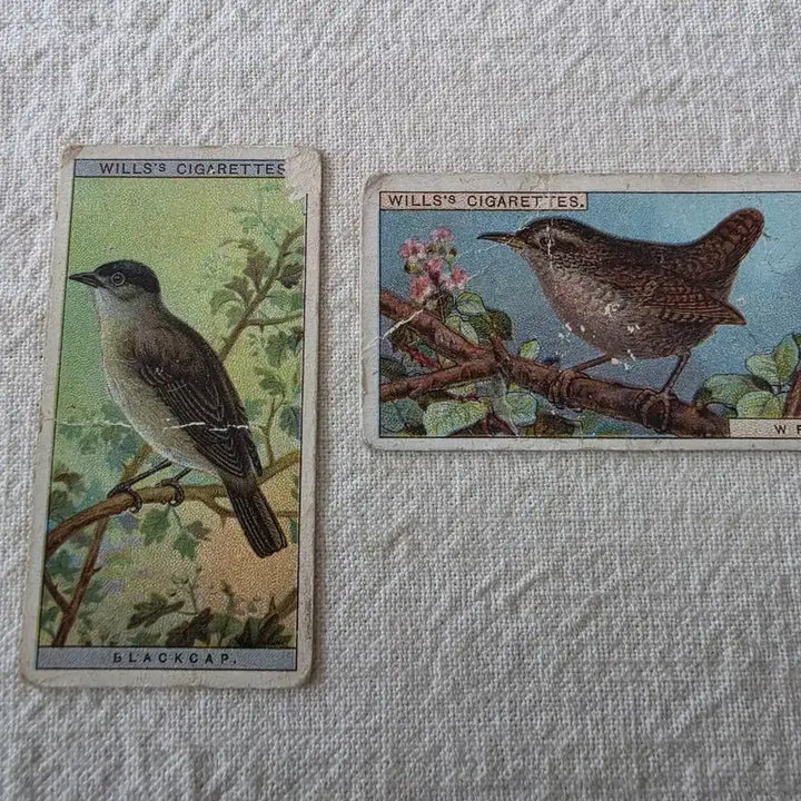 [BUNJANG] W.D. &amp; H.O. Wills British Birds Vintage Illustration Card Set / 영국빈티지카드 유럽빈티지카드 엔틱소품 조류 새 Bird 빈티지일러스트