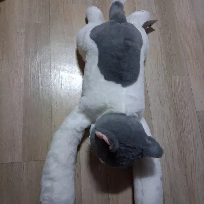 [BUNJANG] Cute Cat Plush Toy 50cm / 앞발이무거운 큐티캣고양이 목도리 봉제인형 인형 50센티(무료배송)