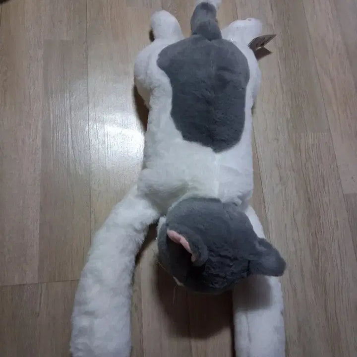 [BUNJANG] Cute Cat Plush Toy 50cm / 앞발이무거운 큐티캣고양이 목도리 봉제인형 인형 50센티(무료배송)