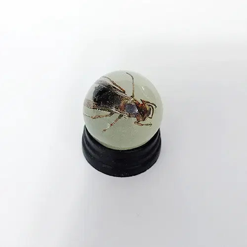 [BUNJANG] Real Wasp Glow-in-the-Dark Marble Accessory / 실제 말벌 들어있는 야광구슬 액세서리 / 장식품