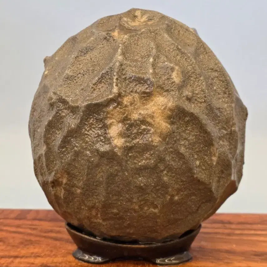 [BUNJANG] Chinese Peanut Stone / 26031419 주름 변화가 좋은 중국 땅콩석 수석 팝니다
