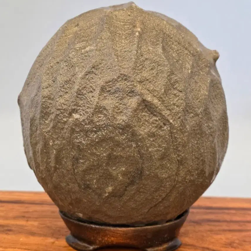 [BUNJANG] Chinese Peanut Stone / 26031419 주름 변화가 좋은 중국 땅콩석 수석 팝니다