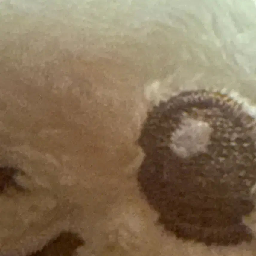 [BUNJANG] Seventeen Jeonghan Doll / 윤정한 인형판매합니당