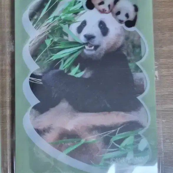 [BUNJANG] Fubao Madeleine Photocard / 푸바오 마들렌 포카