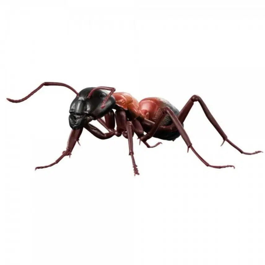[BUNJANG] Bandai Japanese Ant Set / 반다이 일본 홍가슴개미 일본왕개미