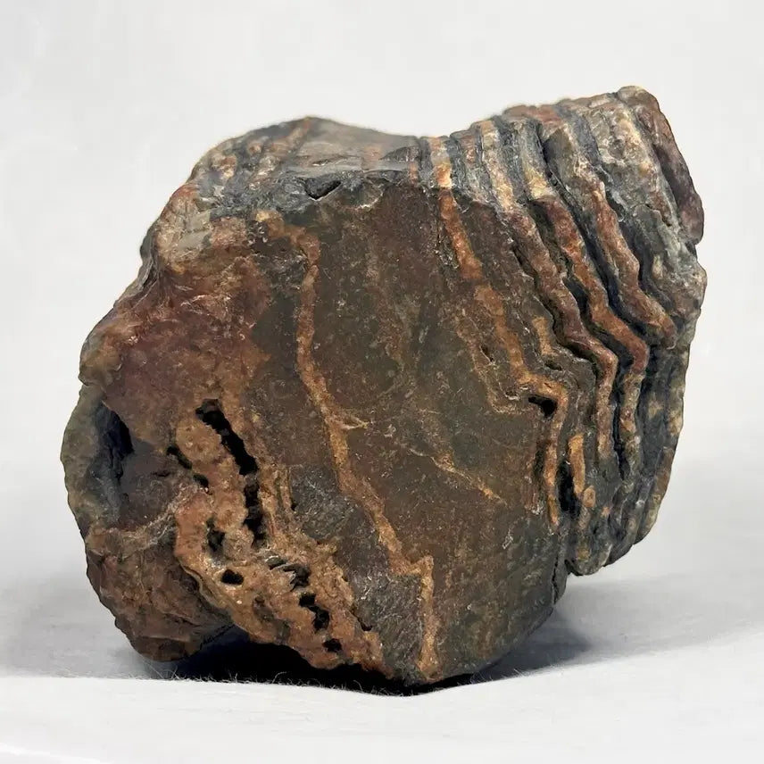[BUNJANG] Namhangang River Chocolate Stone Landscape Stone / 초코석 절벽경 토막석 변화석 수석