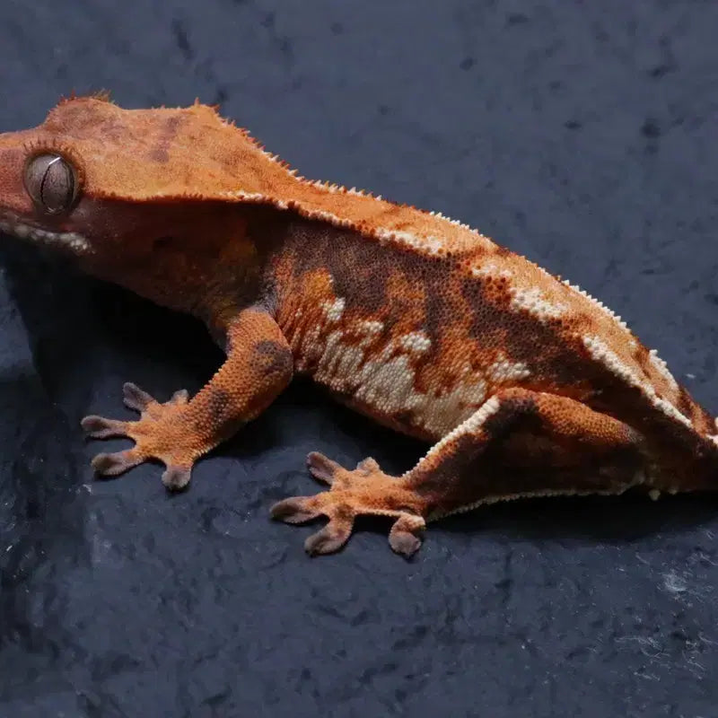 [BUNJANG] Lizard Figurine / 도마뱀 피규어