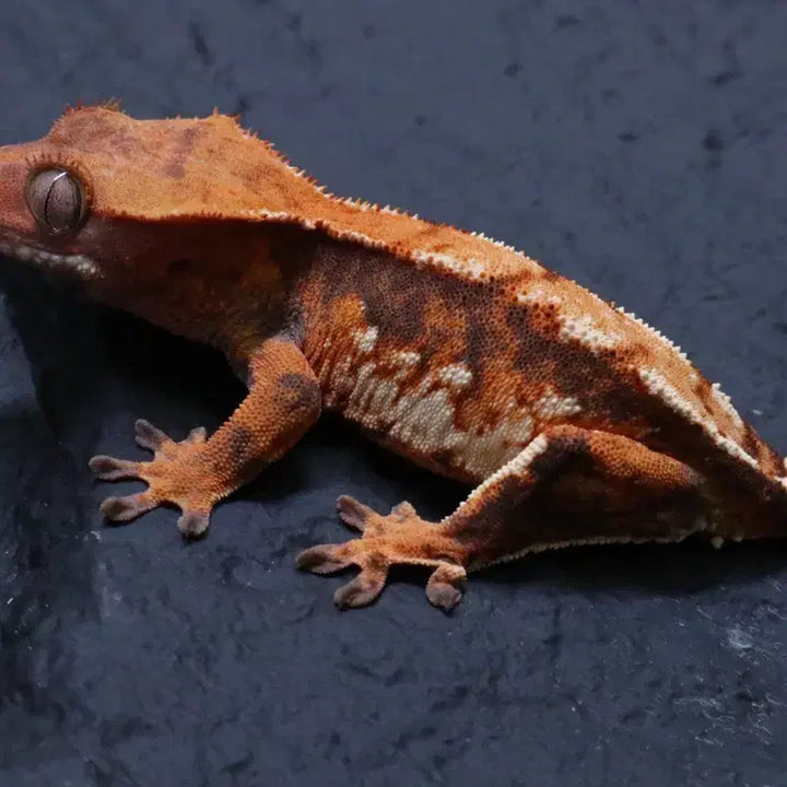 [BUNJANG] Lizard Figurine / 도마뱀 피규어