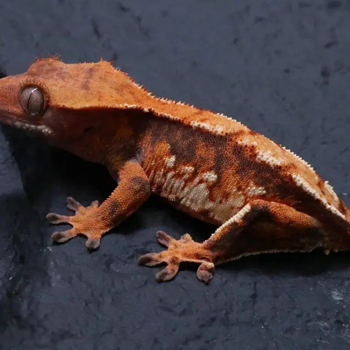 [BUNJANG] Lizard Figurine / 도마뱀 피규어