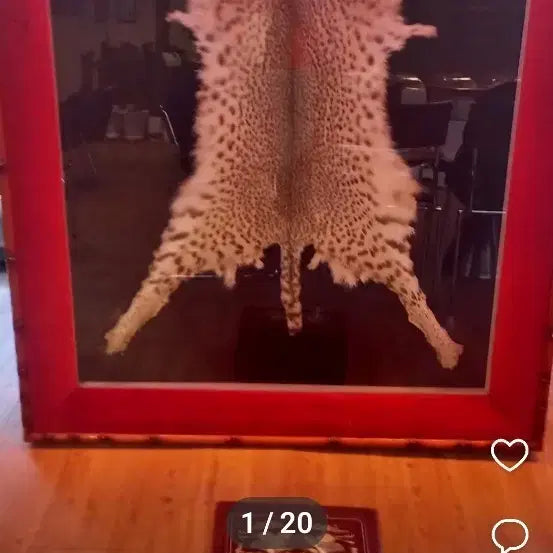 [BUNJANG] Korean Leopard Taxidermy Frame / 한국산 표범