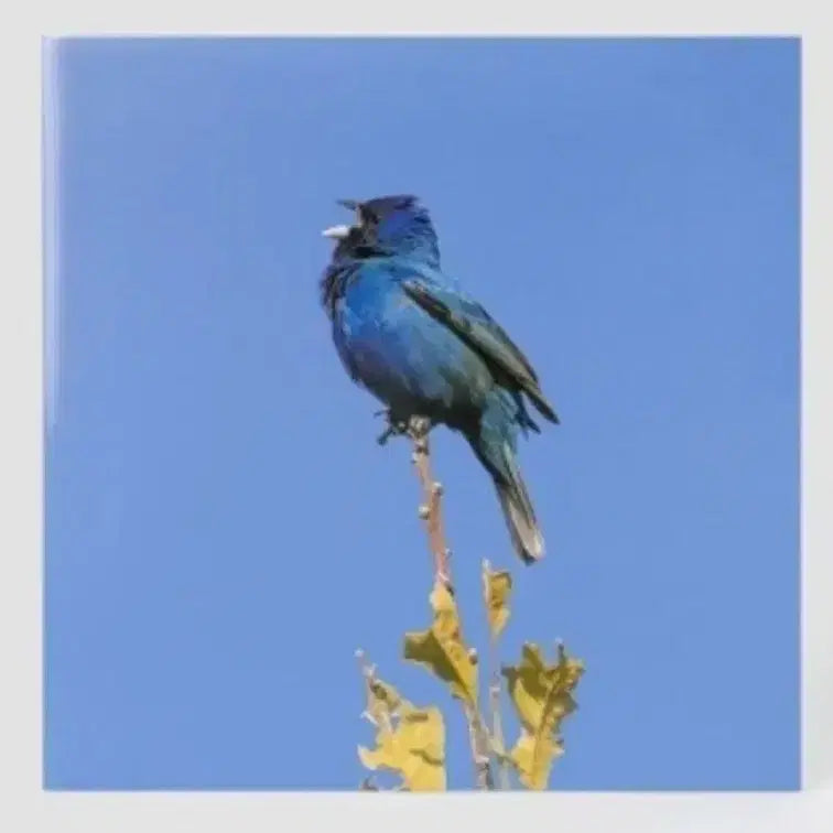 [SOLD OUT] 윤지영 - Blue Bird LP 미개봉