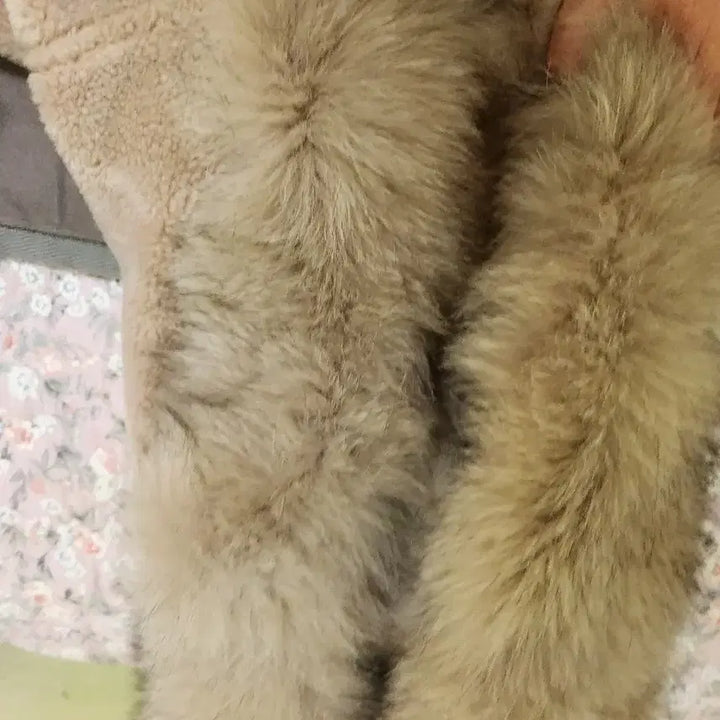 [BUNJANG] The Izzat Fox Fur Hooded Lambswool Mouton S / 더아이잗 폭스퍼후드양모무스탕s