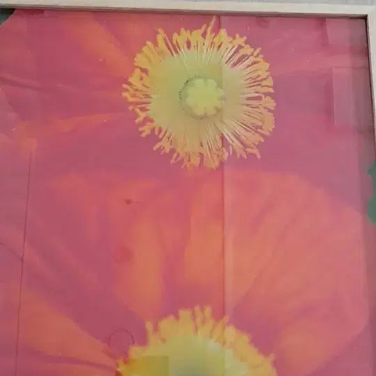 [BUNJANG] Ahn Woong-chul "Poppies" Exhibition Photo (2012) / 안웅철 작품사진