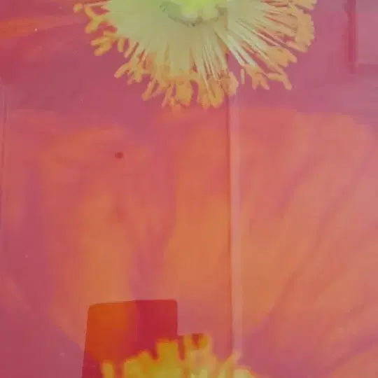 [BUNJANG] Ahn Woong-chul "Poppies" Exhibition Photo (2012) / 안웅철 작품사진