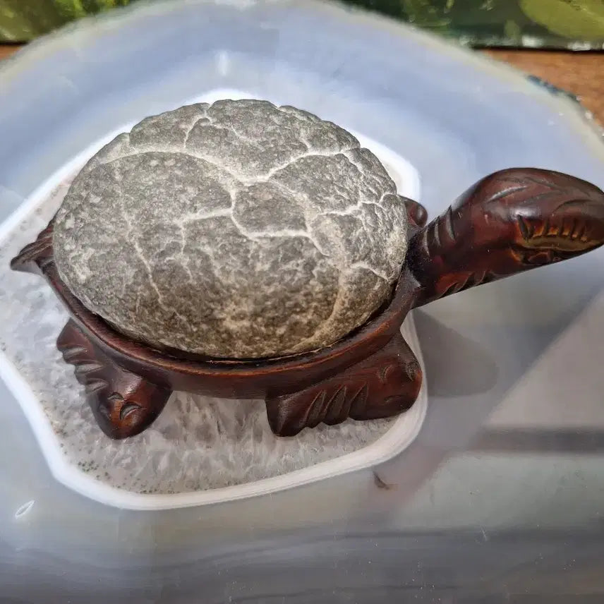 [BUNJANG] Gu Gap Seok Turtle Stone Decor / 인테리어소품>구갑석 거북이 수석>원석, 수석,광물