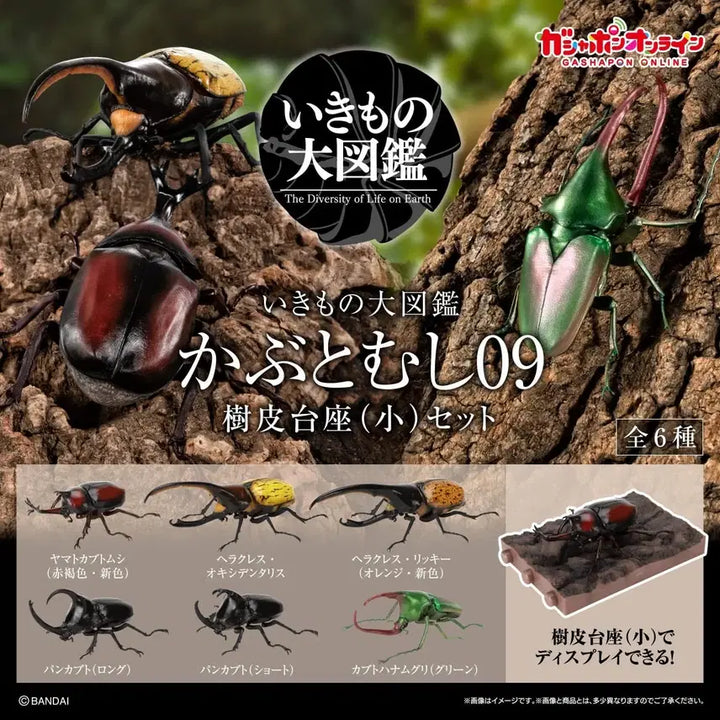 [BUNJANG] Bandai Beetle 9th Edition Display Set / 반다이 생물대도감 장수풍뎅이 9탄 6종 디스플레이 세트