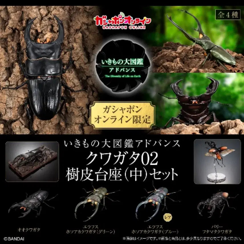 [BUNJANG] Bandai Insect Encyclopedia Stag Beetle 02 Advance Set Figure / 반다이 생물대도감 구와가타 (사슴벌레) 02 어드밴스 세트