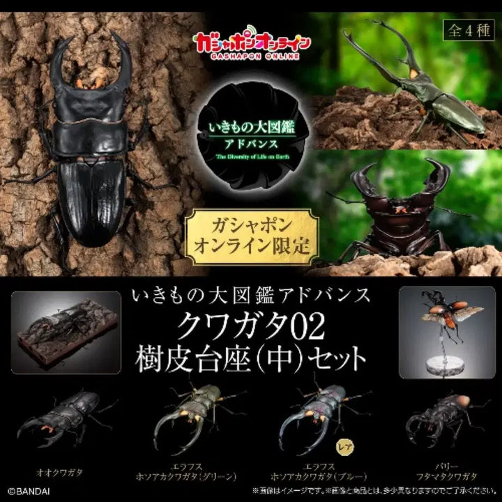 [BUNJANG] Bandai Insect Encyclopedia Stag Beetle 02 Advance Set Figure / 반다이 생물대도감 구와가타 (사슴벌레) 02 어드밴스 세트