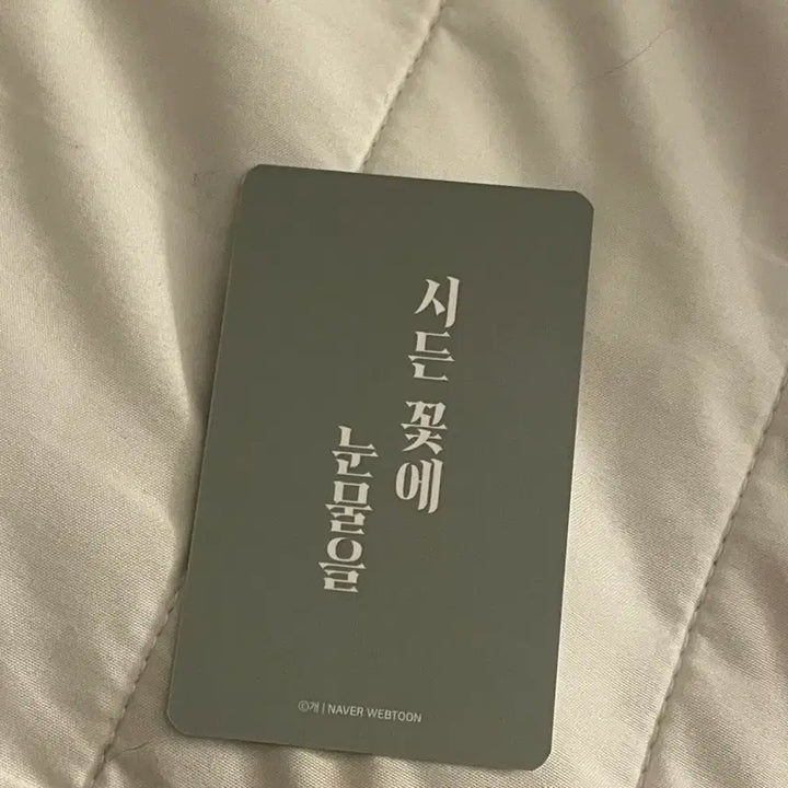 [BUNJANG] Sidaeun Flower Tears Photocard / 시든꽃에눈물을 포카 굿즈