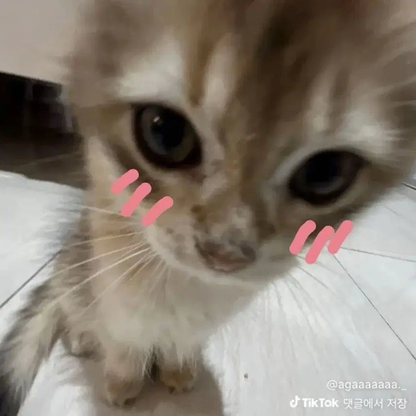 [BUNJANG] Unidentified Acrylic / 기명아크릴