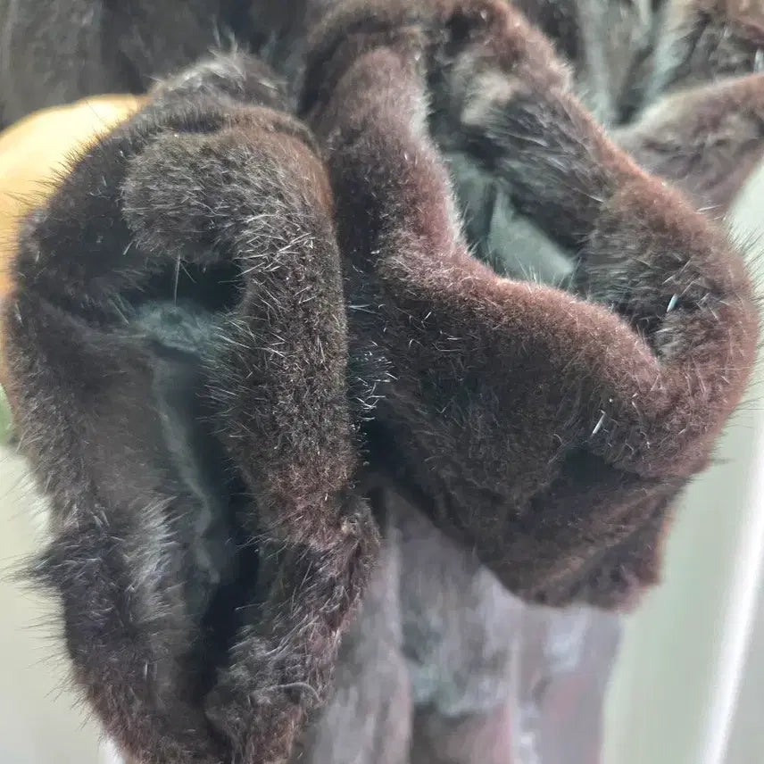 [BUNJANG] Jindo Klever Mink Hooded Half Coat / 진도 Klever 밍크 후드 하프 코트55~66