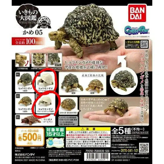 [BUNJANG] Bandai Lucistic Turtle Figure Set / 반다이 생물대도감 거북이 05탄 루시스틱 성체, 유체 세트