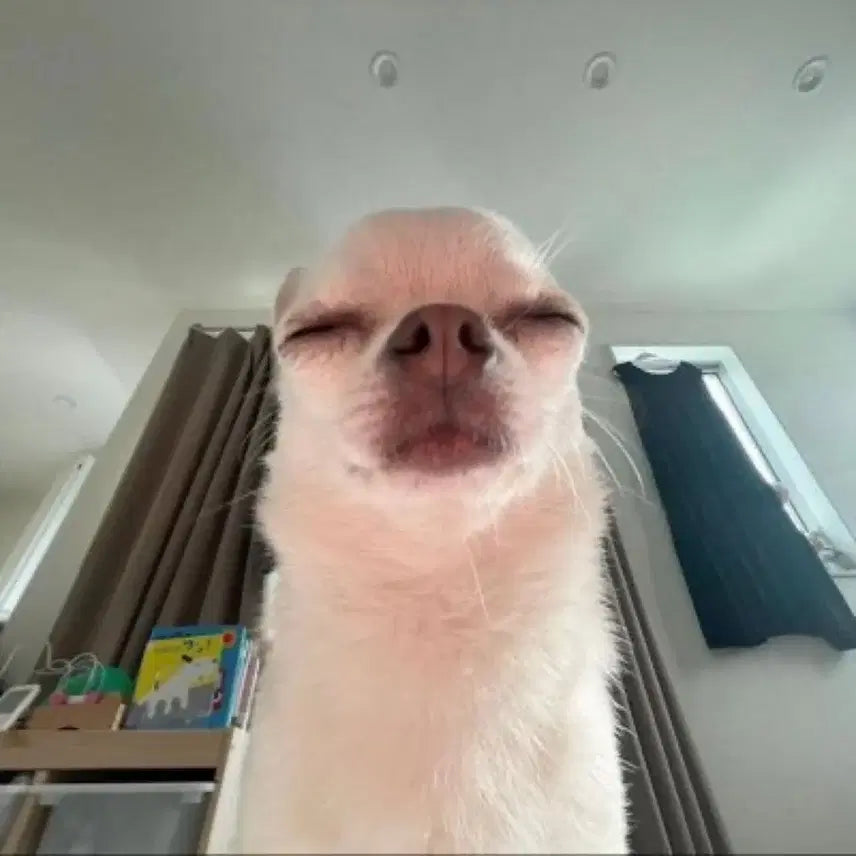 [BUNJANG] Unknown Item / ㅇㅇ