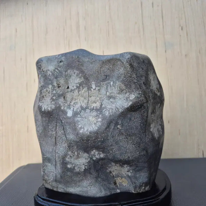 [BUNJANG] Cheongsong Flower Stone (11x21cm) / 17   11   21 센치 청송꽃돌 가격조정사진참고