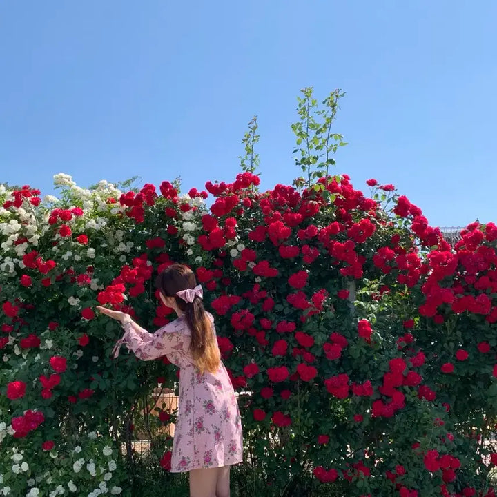 [BUNJANG] Rose Pattern Mini Dress / [착용 1회] 장미 미니 원피스