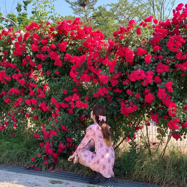 [BUNJANG] Rose Pattern Mini Dress / [착용 1회] 장미 미니 원피스