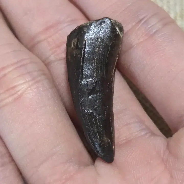 [BUNJANG] Tyrannosaurus Rex Tooth Fossil / 진품 티라노사우루스 이빨 화석 싸게 판매합니다!