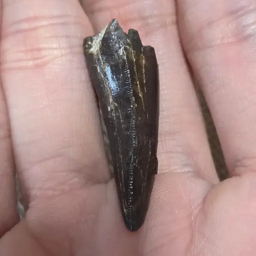 [BUNJANG] Tyrannosaurus Rex Tooth Fossil / 진품 티라노사우루스 이빨 화석 싸게 판매합니다!