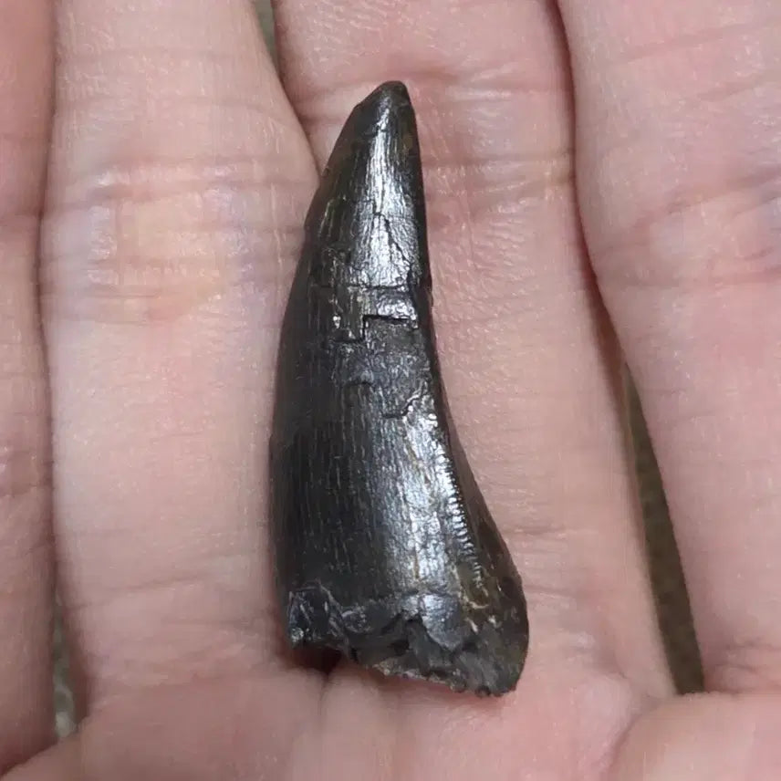 [BUNJANG] Tyrannosaurus Rex Tooth Fossil / 진품 티라노사우루스 이빨 화석 싸게 판매합니다!