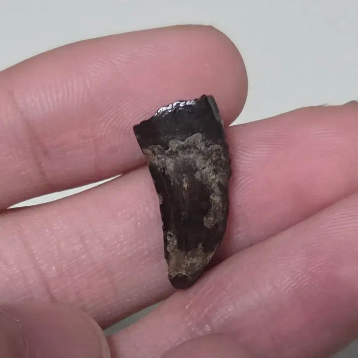 [BUNJANG] Tyrannosaurus Tooth Fossil / 진품 티라노사우루스 이빨 화석 싸게 판매합니다!